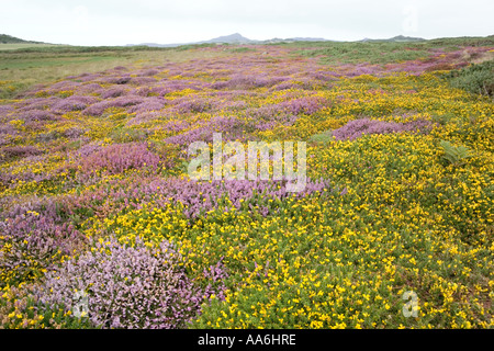 Blühende Heide und Ginster auf dem Pembrokeshire Coast Path in der Nähe von Treginnis, Pembrokeshire, Wales, Großbritannien Stockfoto