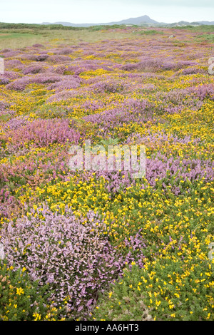 Blühende Heide und Ginster auf dem Pembrokeshire Coast Path in der Nähe von Treginnis, Pembrokeshire, Wales, Großbritannien Stockfoto