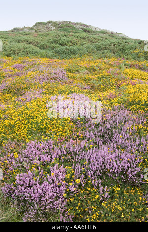 Blühende Heide und Ginster auf dem Pembrokeshire Coast Path in der Nähe von Treginnis, Pembrokeshire, Wales, Großbritannien Stockfoto