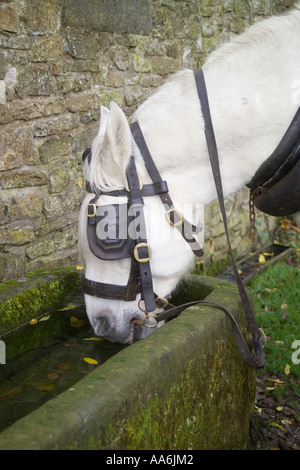 Schwere Karre Pferd trinken aus einem Stein Wassertrog Stockfoto