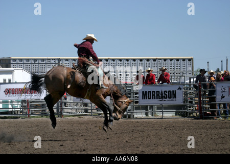 Rodeo Alberta Kanada Bronco Reiten Stockfoto