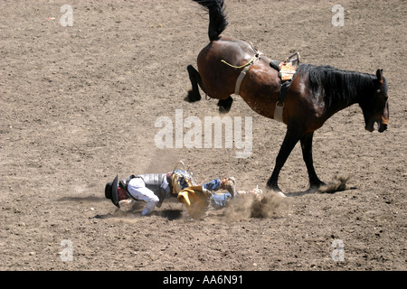 Rodeo Alberta Kanada Bronco Reiten Stockfoto