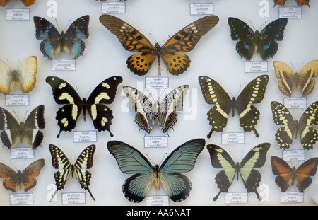 Schmetterlingssammlung Stockfoto