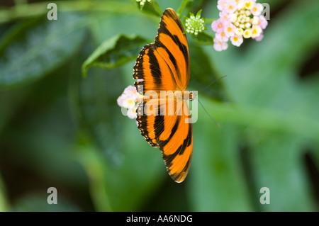 Schmetterling Stockfoto