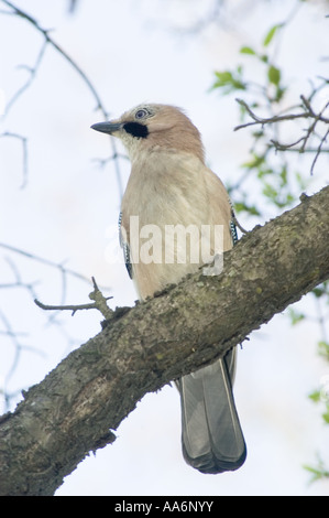 Der eurasische Jay Garrulus glandarius stand im Frühjahr auf einem Baumzweig. Nahaufnahme eines Wildvogels in seinem natürlichen Lebensraum. Stockfoto