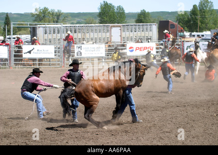 Rodeo Alberta Kanada Wild Horse race Stockfoto