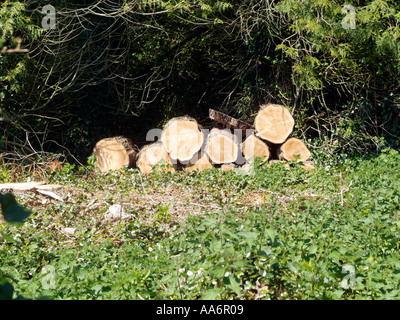 Gesägt, Bäume, jetzt meldet. Stockfoto