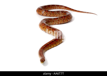 Ein Studio-Foto von einer Kornnatter. Stockfoto