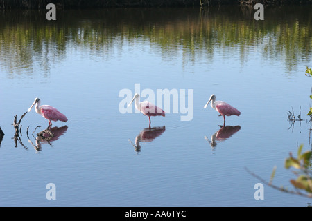 Drei rosige Löffler im Wasser reflektiert Stockfoto