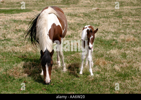 Pferde auf einer Weide auf Nahrungssuche Stockfoto