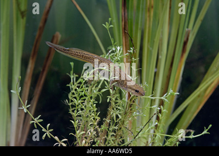 HANDFÖRMIG NEWT Triturus helveticus Stockfoto