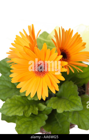 Gelb Orange Gerber Daisy Stockfoto