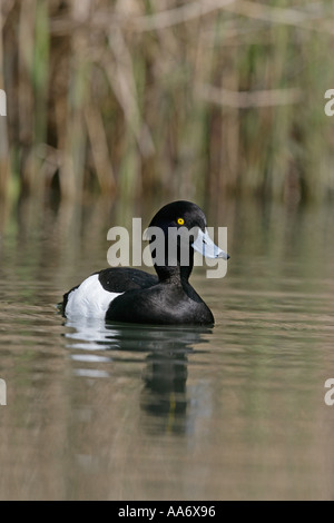 REIHERENTEN Aythya fuligula Stockfoto