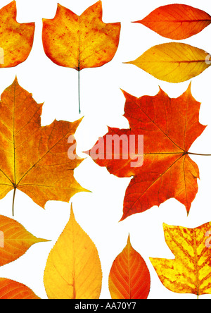 Herbst Blätter Schuss gegen eine weiße Zeitmessung Stockfoto