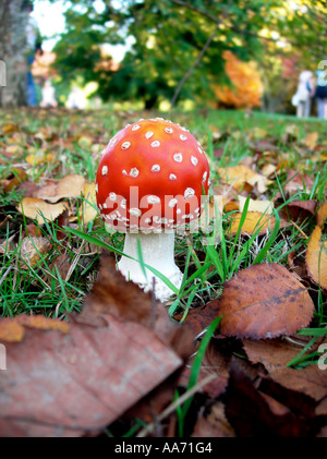 COMMON NAME Fliegenpilz lateinischen Namen Amanita muscaria Stockfoto