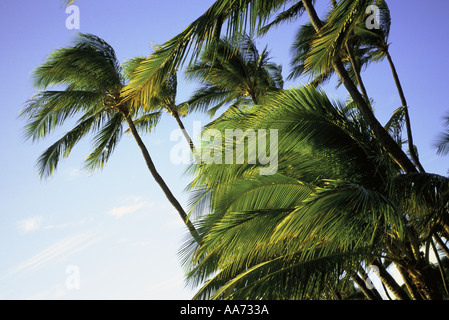 Coconut Palm Bäume Hawaii USA Stockfoto