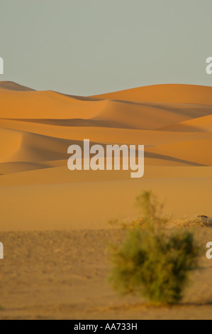 Sahara Wüste Sanddünen Erg Chebbi Marokko Nordafrika Stockfoto