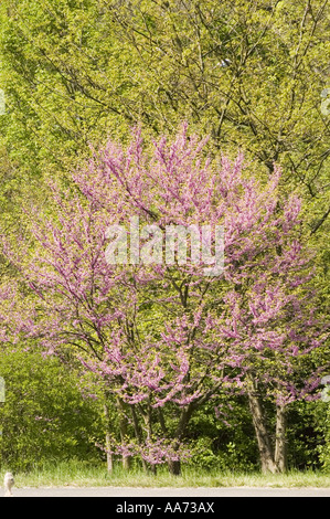 Leuchtende Frühlingsrosa-violette Blüten eines östlichen Rotknospenbaums (Cercis canadensis) in voller Blüte, Kanada, Nordamerika. Stockfoto