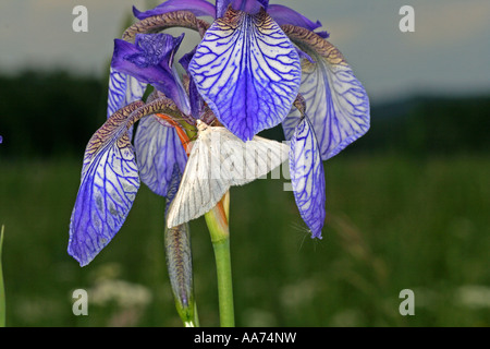 Holz weiß Schmetterling auf Iris Sibirica Bayern Deutschland Europa Stockfoto