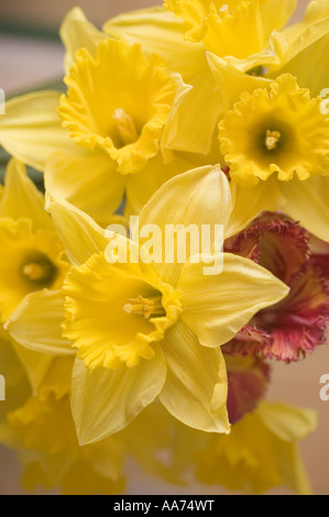 Nahaufnahme leuchtender gelber Narzissen oder Narzissen in einem Frühlingsstrauß mit sanfter natürlicher Beleuchtung und geringer Schärfentiefe. Stockfoto
