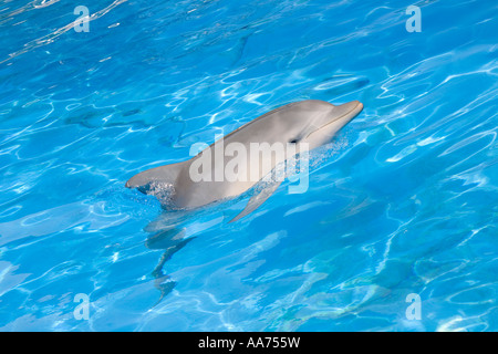 Indopazifischer großer Delfin, Tursiops Aduncus, Gefangenschaft Stockfoto