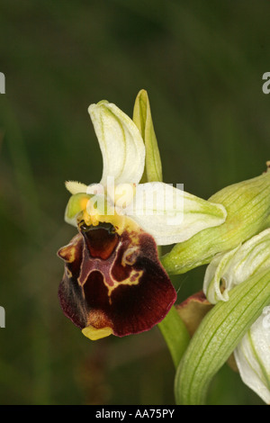 Späte Hummel Orchidee Bayern Deutschland Europa Stockfoto