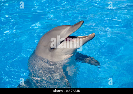 Indopazifischer großer Delfin, Tursiops Aduncus, Gefangener, offener Schnabel mit Zähnen Stockfoto