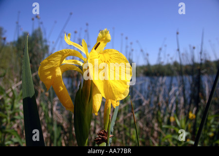 Wasser Iris Blume Stockfoto