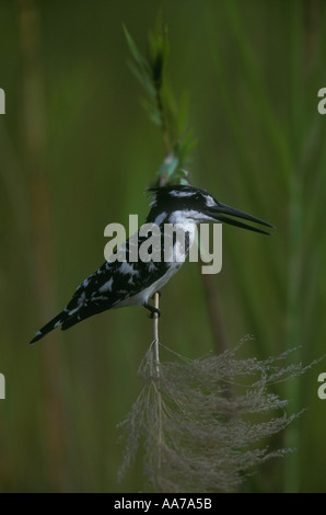 Pied Kingfisher Ceryle Rudis thront auf einem Fluss Rohr Stockfoto