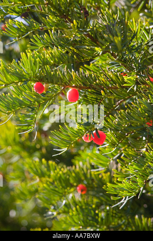 Eibe Beeren an einem Baum auf dem Friedhof der St. James Church in der Cotswold-Dorf Cranham Gloucestershire Stockfoto