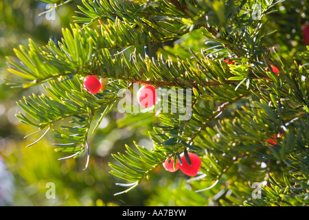 Eibe Beeren an einem Baum auf dem Friedhof der St. James Church in Cotswold Dorf von Cranham, Gloucestershire Stockfoto