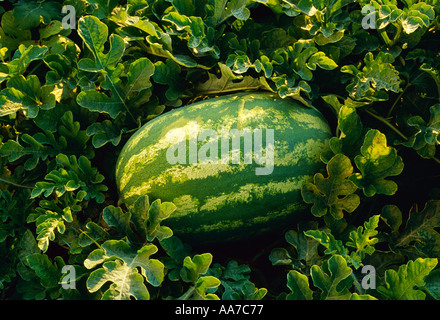 Landwirtschaft - Reife Wassermelone im Feld reif für die Ernte / Tennessee, USA. Stockfoto