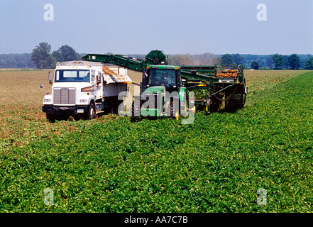 Landwirtschaft - Kartoffelernte, Kartoffeln ausgegraben und in einen LKW in einem Arbeitsgang vermittelt / Missouri, USA. Stockfoto