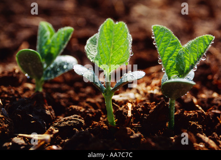 Nahaufnahme von Sojabohnen Keimlinge entstehen in einem Feld in die Erhaltung Bodenbearbeitung praktizierte Hintergrundbeleuchtung von der Sonne ist / Mississippi USA Stockfoto