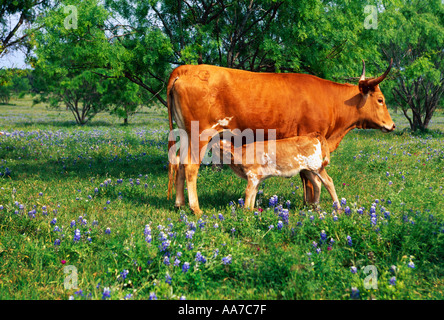 Vieh - Texas Longhorn Kuh ihr Kalb auf einer grünen Weide mit Kornblumen Krankenpflege / Texas Hill Country, Texas, USA. Stockfoto