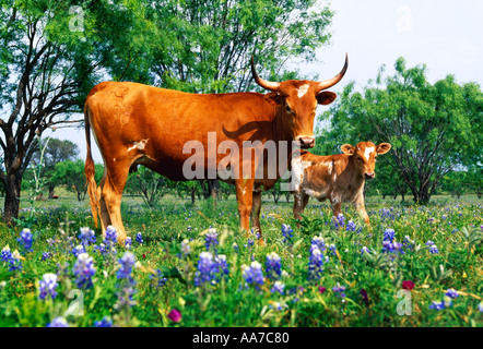 Vieh - Texas Longhorn Kuh und ihr Kalb auf einer grünen Weide mit Kornblumen / Texas Hill Country, Texas, USA. Stockfoto