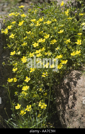 Viele Gelbe Frühlingsblumen Wallis Bestand wächst in Rock Mountain Garten, Matthiola Fruticulosa Valesiaca, Stockfoto