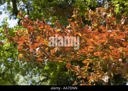 Nahaufnahme von leuchtenden roten und violetten Blättern auf einer violetten Buche (Fagaceae Fagus sylvatica f purpure) in einem sonnigen Garten im Frühling. Stockfoto