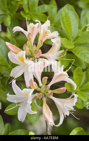 Nahaufnahme der weißen rosa Azalea Rhododendron blühenden Blumen in einem üppig grünen Garten. Stockfoto