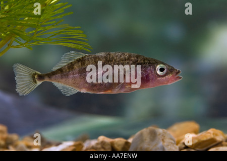 Praktisch Dreistachliger Stichling, Gasterosteus Aculeatus in Wasser mit Unkraut und schön unscharf Hintergrund Ashwell Hertfordshire Stockfoto