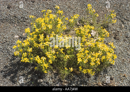 Viele gelbe Frühlingsblumen von spanischem Grünkraut, Ginster oder Besen - Fabaceae - Genista hispanica blüht in einer Kieslandschaft. Stockfoto