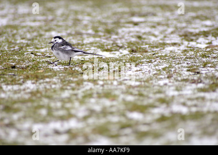 Trauerschnäpper Bachstelze, Motacilla Alba Ssp Yarellii, auf schneebedeckten Boden, UK Stockfoto