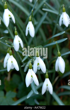 Nahaufnahme von Schneeglöckchen im Garten wachsen galanthus nivalis Schneeglöckchen Blume weiße Blumen England UK Vereinigtes Königreich GB Großbritannien Stockfoto