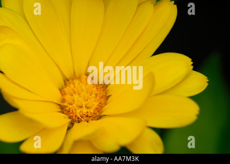 Calendula Officinalis, Ringelblume Stockfoto