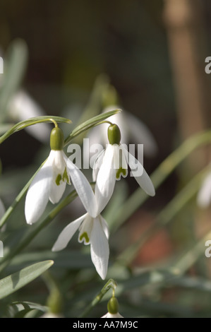 Nahaufnahme von Schneeglöckchen Schneeglöckchen weiße Blumen blühen im Garten im Winter galanthus nivalis England UK Vereinigtes Königreich GB Großbritannien Stockfoto