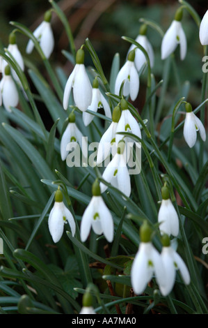 Nahaufnahme von Schneeglöckchen Schneeglöckchen weiße Blumen blühen im Garten im Winter galanthus nivalis England UK Vereinigtes Königreich GB Großbritannien Stockfoto