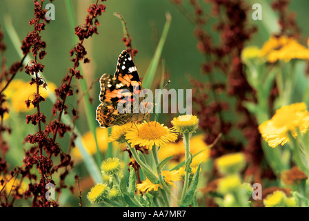 Distelfalter Schmetterling Vanessa Cardui Fütterung Cornwall Stockfoto