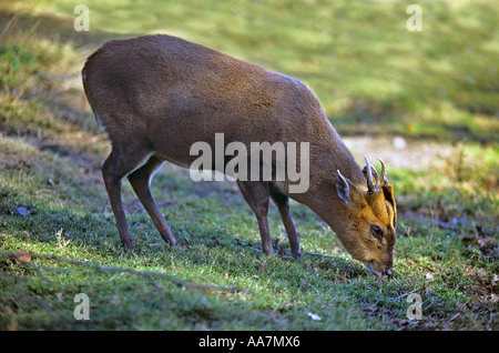 Muntjac Rotwild Muntiacus Reevesi Weiden Stockfoto