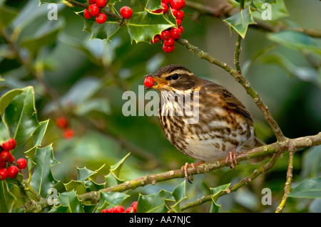 Rotdrossel Turdus Iliacus Fütterung auf Holly Beeren Winter 2005 Cornwall Stockfoto