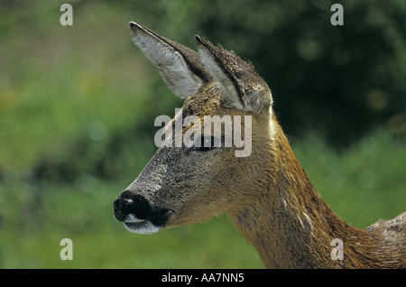 Rehe Capreolus Capreolus Porträt Stockfoto